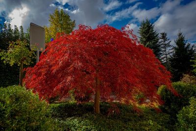 Red flowers on landscape against sky