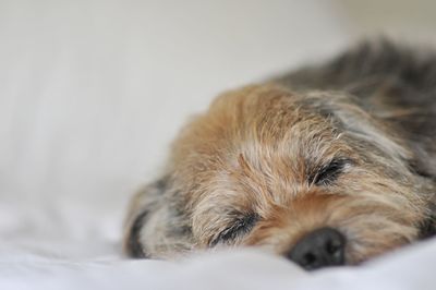 Close-up of dog relaxing