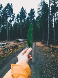 Midsection of person holding umbrella in forest