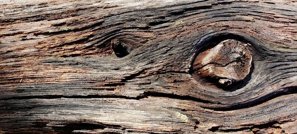 Full frame shot of tree trunk