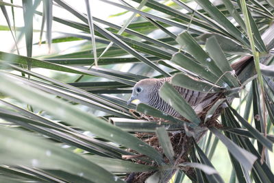 Low angle view of bird perching on tree