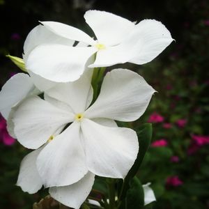 Close-up of white flowers