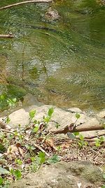 Close-up of water flowing in farm