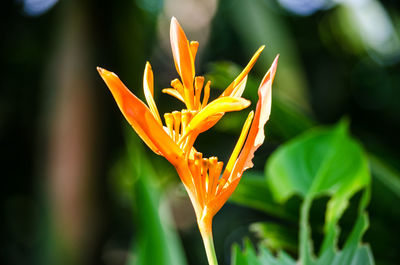 Close-up of day lily blooming outdoors