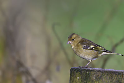 Female chaffinch, fringilla coelebs, perched on a fence post