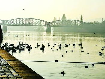 Birds perching on bridge in city against sky