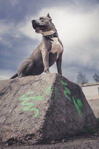 Low angle view of dog standing on rock