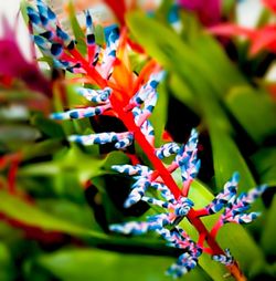 Close-up of purple flowers blooming outdoors