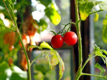 Ripe red juicy fruits of tomatoes on a branch of a bush of a tomato plant, tied up and growing 