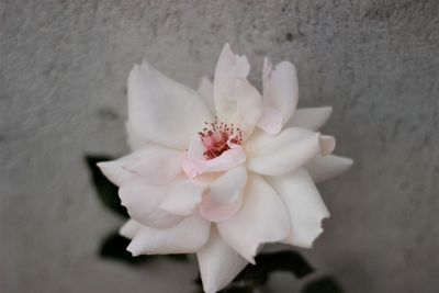 Close-up of pink flower