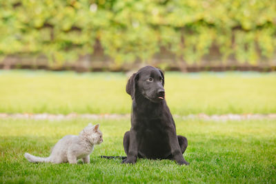 Black dog looking away on field