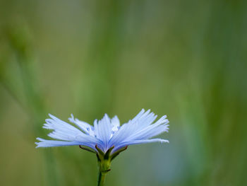 Close-up of purple flowering plant