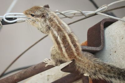 Close-up of squirrel on wood