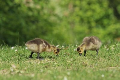 Goose in a field