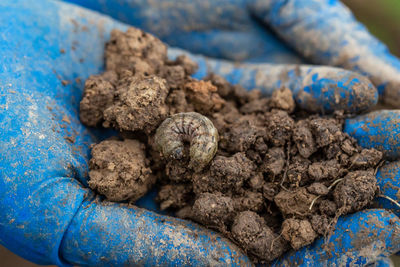 Winter pest insect pest. agrotis segetum