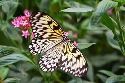 Close-up of butterfly pollinating on flower