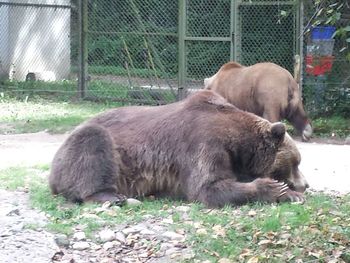 Lion relaxing in a zoo