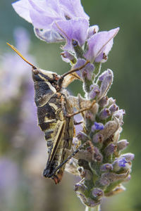 Close-up of insect on flower