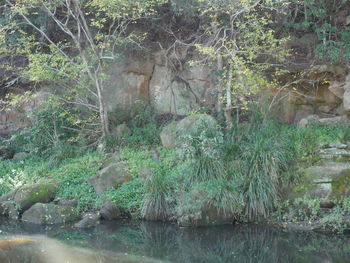 Scenic view of lake in forest