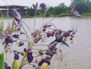 Close-up of pink flowering plant