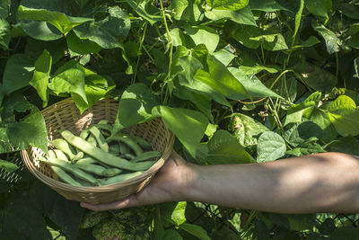 Midsection of person holding leaves in basket