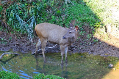 Deer standing in a field