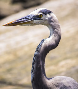 Close-up of gray heron looking away