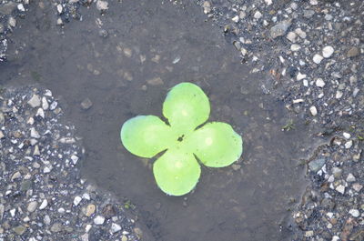 High angle view of leaf on beach