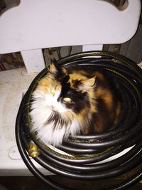 Close-up of cat