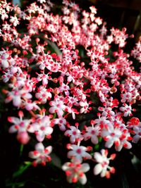 Close-up of pink flowers blooming outdoors