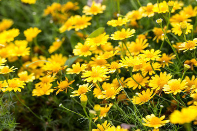 Close-up of yellow flowering plants on field