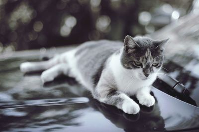 Cat looking away while relaxing on car hood