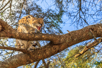 Low angle view of angry big cat sitting on branches