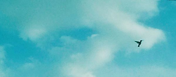 Low angle view of bird flying against blue sky