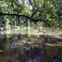 Reflection of trees in lake