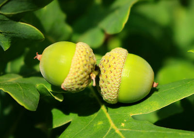 Close-up of fruit growing on tree