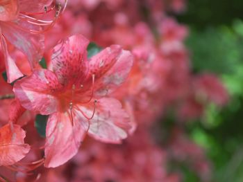 Close-up of pink flowers