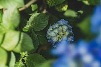 Close-up of blue hydrangea on plant