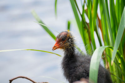 Profile view of young water bird on grass