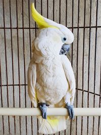 Close-up of a bird perching in cage