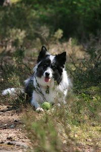 Portrait of dog