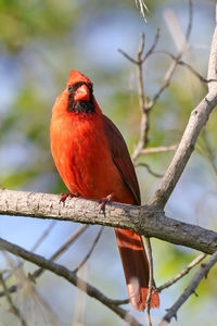 Low angle view of bird perching on branch