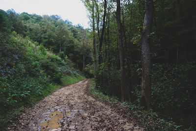 Road amidst trees in forest