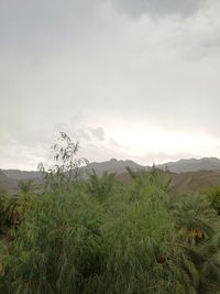 Scenic view of grassy field against cloudy sky