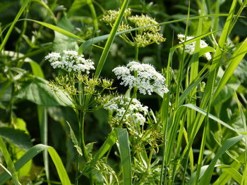 Close-up of flowering plants on land