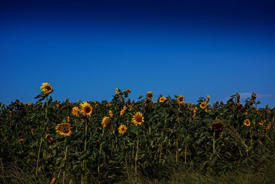 Scenic view of sunflower field against clear blue sky