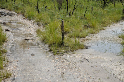 Plants growing in stream