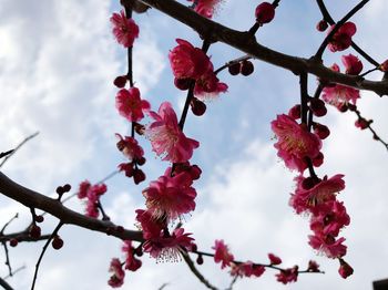 Low angle view of apple blossoms in spring