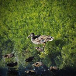 High angle view of duck swimming on lake