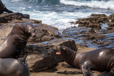 Close-up of sea lion on beach